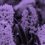 Purple hyacinth flowers, purple filter.