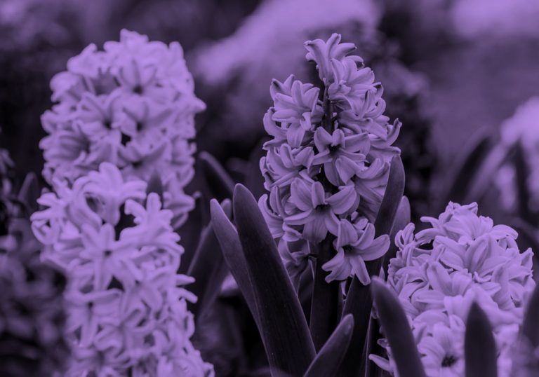 Purple hyacinth flowers, purple filter.