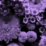 various flowers; purple filter