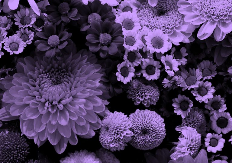 various flowers; purple filter